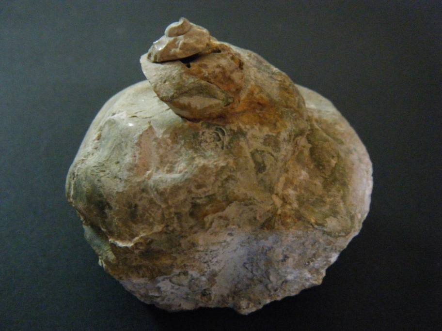 Fossili da Malta